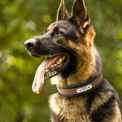 Big Dog's Personalised Leather Collar