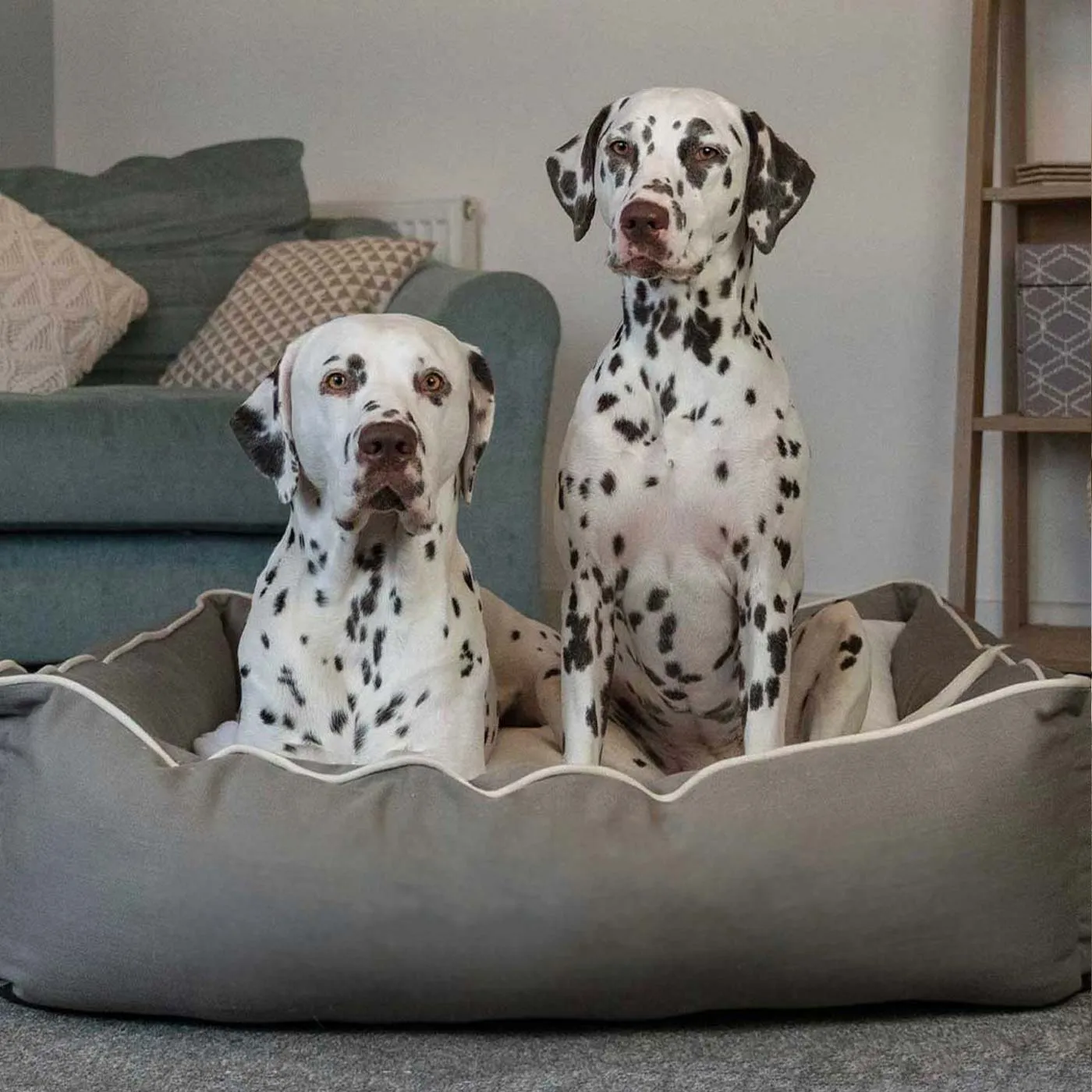 Box Bed in Savanna Stone by Lords & Labradors