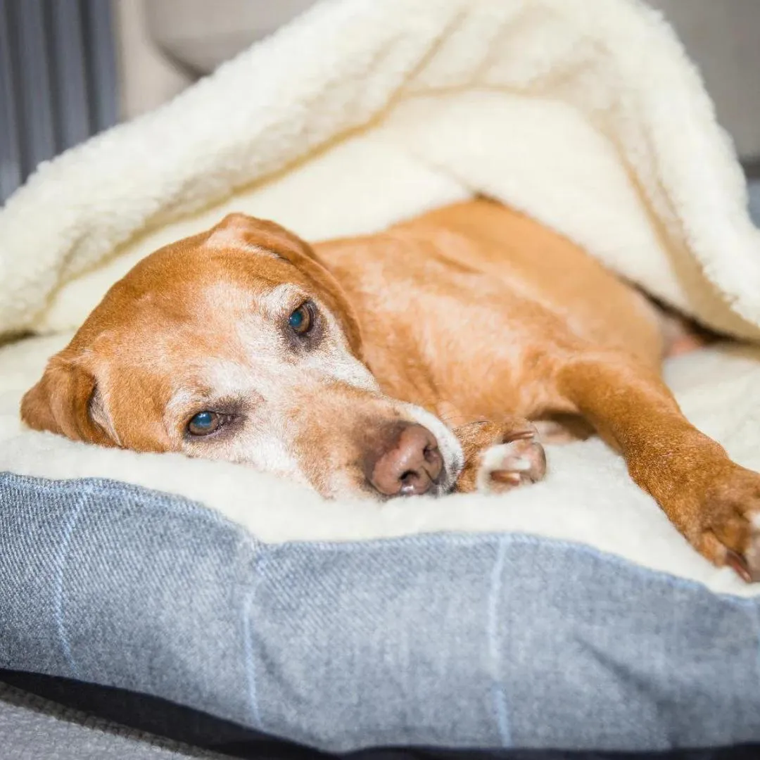 Country and Twee Grey Check Cave Dog Bed