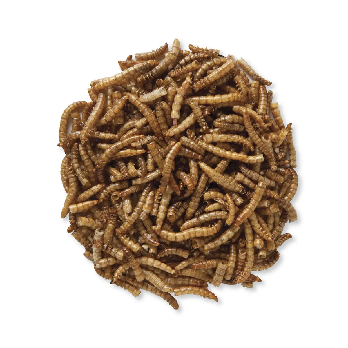 Duncraft Roasted Mealworms, 5600