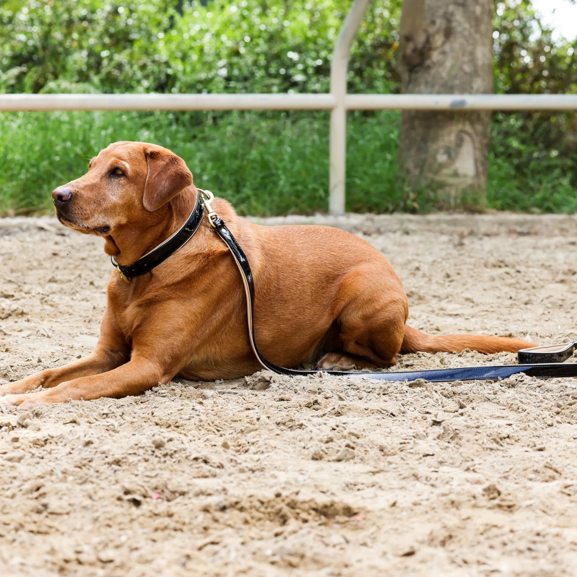 Halter Ego® Black Patent Thea Dog Leash