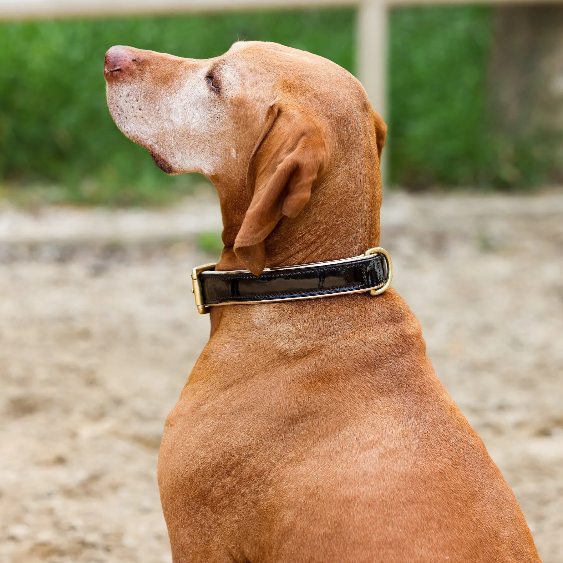 Halter Ego® Brown Patent Florence Dog Leash