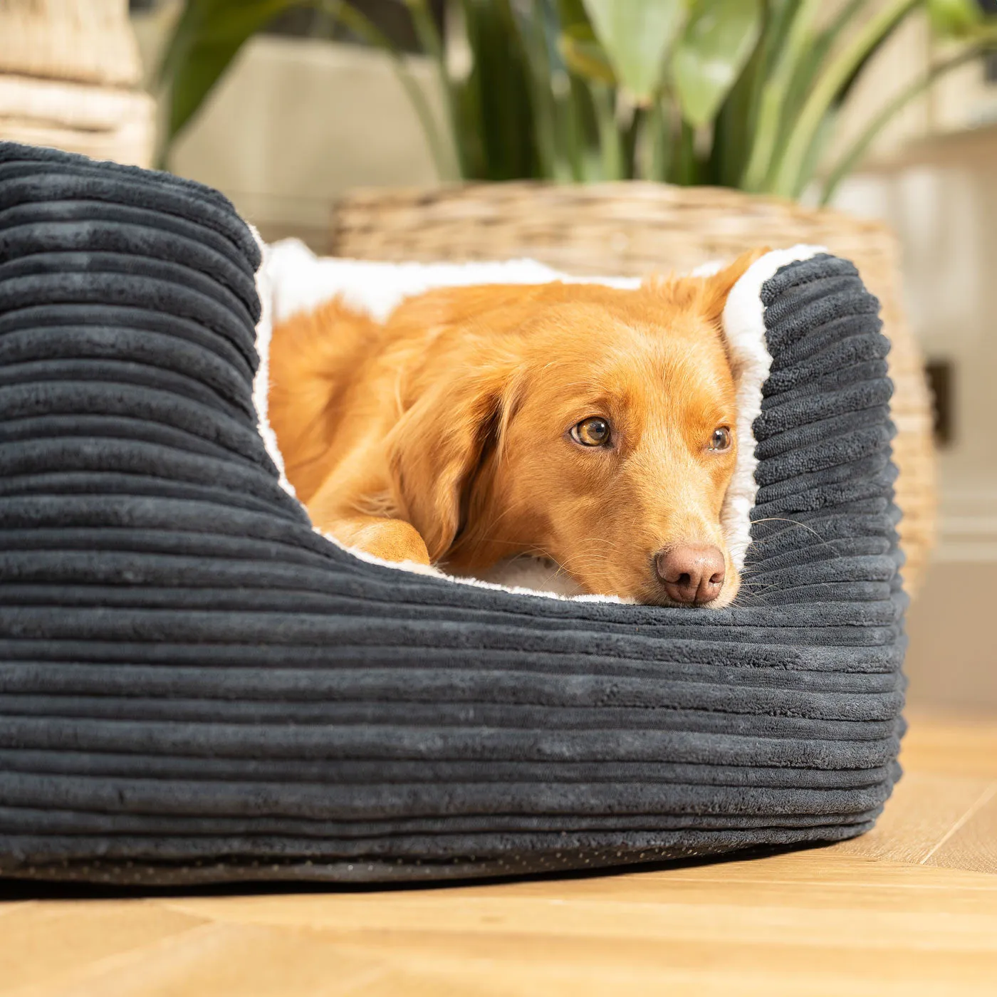 High Wall Bed in Essentials Navy Plush by Lords & Labradors