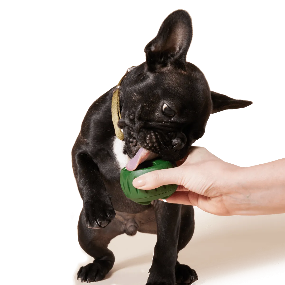 Woof Pupsicle Treat Tray